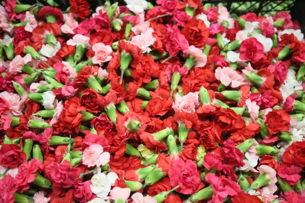 Antalya'nın Karanfili Sirtakide Tabak Kırmanın Yerini Aldı 6